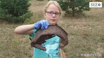 Müllproblem in Parchim: Hortkinder sammeln Müll auf der Wiese und unter der Fußgängerbrücke | svz.de - svz – Schweriner Volkszeitung