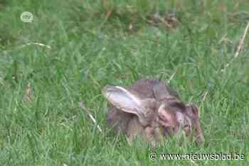 Opletten geblazen voor konijnen met besmettelijke ziekte