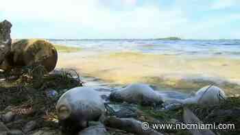 Extreme Heat, Days of Rain May Have Led to Biscayne Bay Fish Kill
