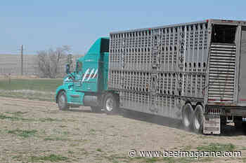 Mexican cattle imports decrease in 2021