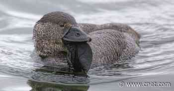 Musk ducks learn to swear and will call you a 'bloody fool' if you're not careful     - CNET