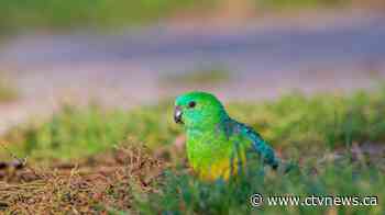 Animals are 'shape shifting' in response to climate change