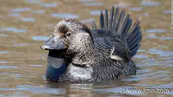 'You bloody fool': Duck mimics human sound during mating display