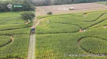Boer vernielt maïsveld met pikdorser in Beringen