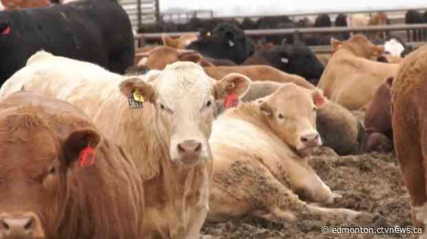 Feds sign on to $340M program helping Alberta livestock producers hit by drought