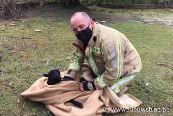 Duffelse brandweer redt lammetje van verdrinkingsdood (Duffel) - Het Nieuwsblad