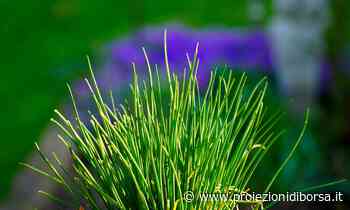 Pochi conoscono questo metodo per coltivare l’erba cipollina a costo zero - Proiezioni di Borsa