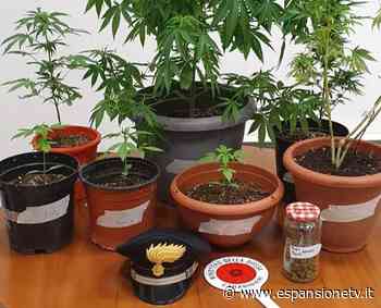 Erba, 18enne coltiva marijuana in casa. Denunciato dai carabinieri - Espansione TV