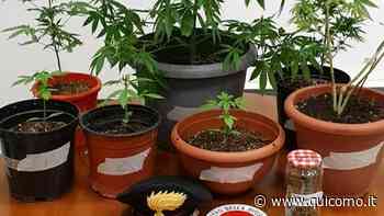 Erba, i carabinieri sequestrano 10 piante di marijuana - QuiComo