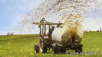 Spande liquami su un campo di erba medica: denunciato - La Nazione