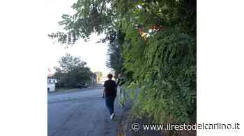 Sul marciapiede erba e tanti rami E’ pericoloso - Il Resto del Carlino
