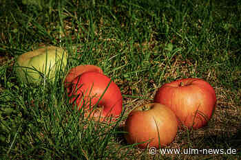 Fallobst verwerten oder entsorgen