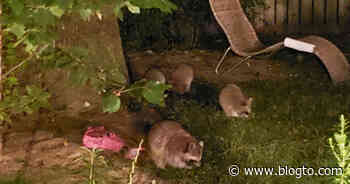 Toronto raccoons crash bachelorette party and eat all the penis candy - blogTO