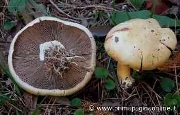 Funghi tutto l'anno, turismo esperienziale a Cagli • Prima Pagina Online - Prima Pagina Online