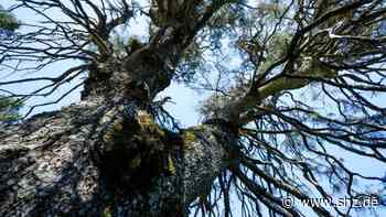 Für eine grüne Stadt: Nach gescheiterter Satzung: So werden in Tornesch Bäume geschützt | shz.de - shz.de