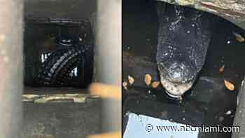 Alligator Stuck in Storm Drain in Westchester Neighborhood