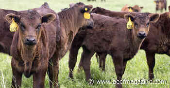 Strategic Partnerships: Providing Value to Angus