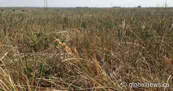Province and feds provide combined $340M for ranchers after drought-laden summer