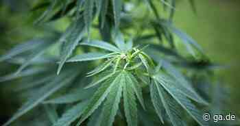 Verhandlung am Bonner Landgericht: Süßlicher Duft enttarnte Cannabis-Plantage in Euskirchen - General-Anzeiger Bonn