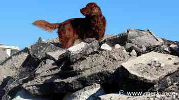Dachau: Trümmerhunde üben auf dem MD-Gelände - Merkur Online