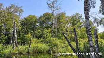 Führung durchs Moos - Süddeutsche Zeitung