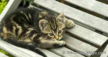 Scientists reveal how tabby cats get their distinctive stripes     - CNET