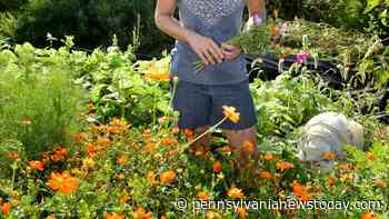 This backyard gardener currently grows vegetables and flowers on a quarter acre of Millersville. [farm series] | Food - Pennsylvanianewstoday.com