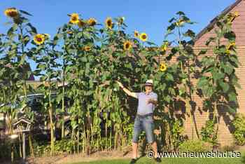 Tony (72) fleurt buurt op met bos van gigantische zonnebloemen: “Zaadjes gewonnen met tombola”