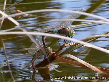 Rare dragonflies couple up at Bexley nature reserve