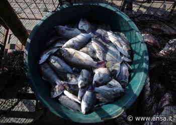 Coldiretti, scatta il fermo pesca su Tirreno e Ionio - Terra & Gusto - Agenzia ANSA