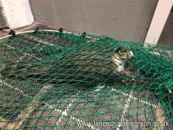 Video: The moment a bird of prey is released into wild after flying into Lancashire hotel
