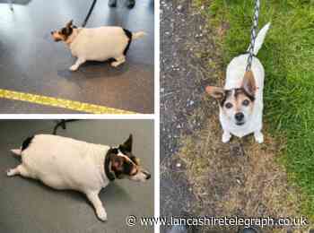 Dog that resembled a puffer fish was so fat its belly scraped along the floor