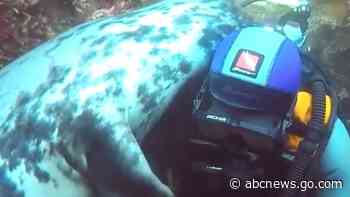 WATCH:  Diver and seal share adorable moment