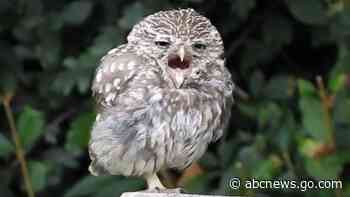 WATCH:  Sleepy owl is all of us who want to hit the snooze button after a long weekend