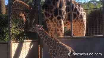 WATCH:  Baby giraffe meets dad for 1st time