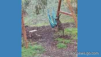 WATCH:  Feisty kangaroo boxes with garden swing
