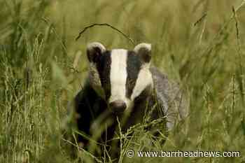 Badger culling zones to be extended in England - Barrhead News