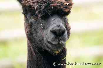 Geronimo's owner accuses Government of cover-up - Barrhead News