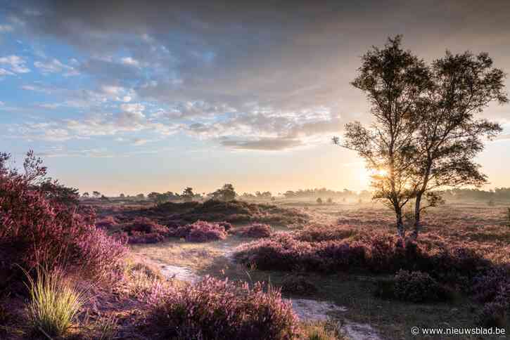 Kalmthoutse Heide wil Nationaal Park worden, maar buurgemeenten zijn daar niet blij mee