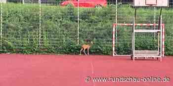 Lohmar: Fußballer und Jäger retten auf Sportplatz verirrten Rehbock - Kölnische Rundschau