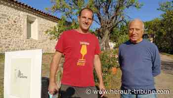 Frontignan : les vendanges au Mas de Madame - Hérault-Tribune