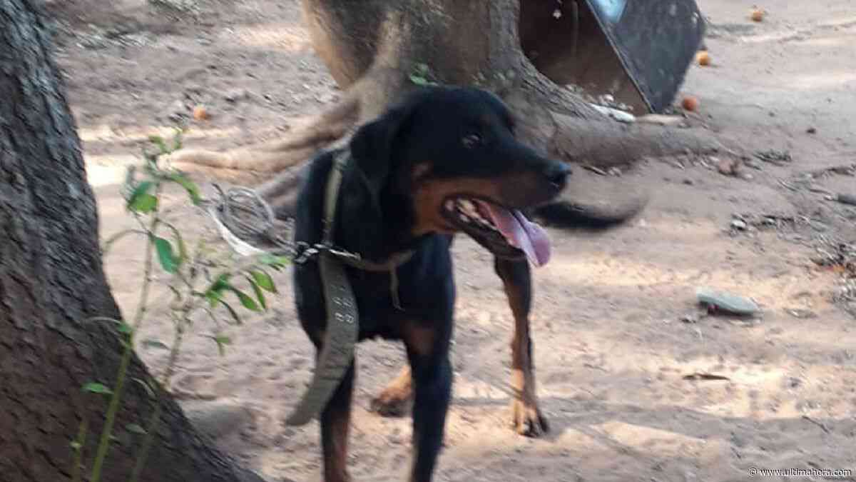 Una niña muere tras ser atacada por un perro en Ybycuí - ÚltimaHora.com