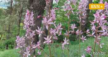 Der „brennende Busch“ wächst auch in Bruchsal am Michaelsberg - BNN - Badische Neueste Nachrichten
