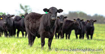 High-tech 'brand' to track cattle information