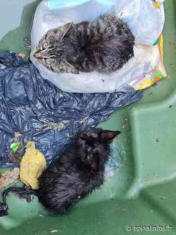 Deux chatons jetés au fond d'un container poubelle - Epinal infos - Epinal Infos