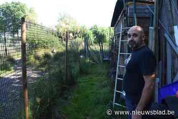 Nandoe breekt los uit paniek voor laagvliegende luchtballon