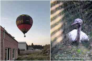 Struisvogel breekt los uit paniek voor laagvliegende luchtballon in Mol
