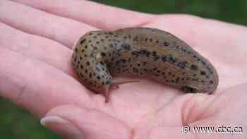 Scarcity of slugs has U of A biologist urging gardeners to dig some up for her research