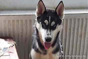 Dertien verwaarloosde honden weggehaald: dode pups door andere honden opgegeten