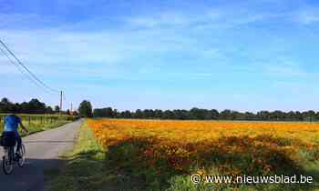De kleurrijkste straat van Limburg ligt in Kinrooi - Het Nieuwsblad